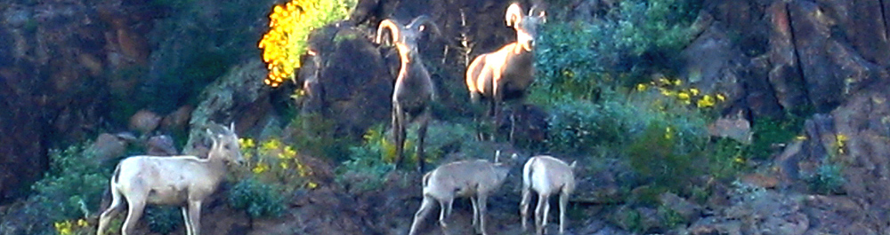Wildlife